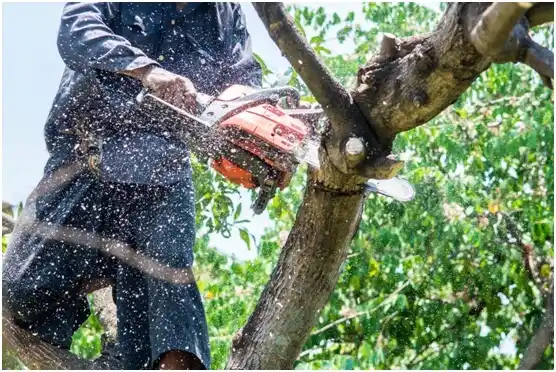 tree services Gillett